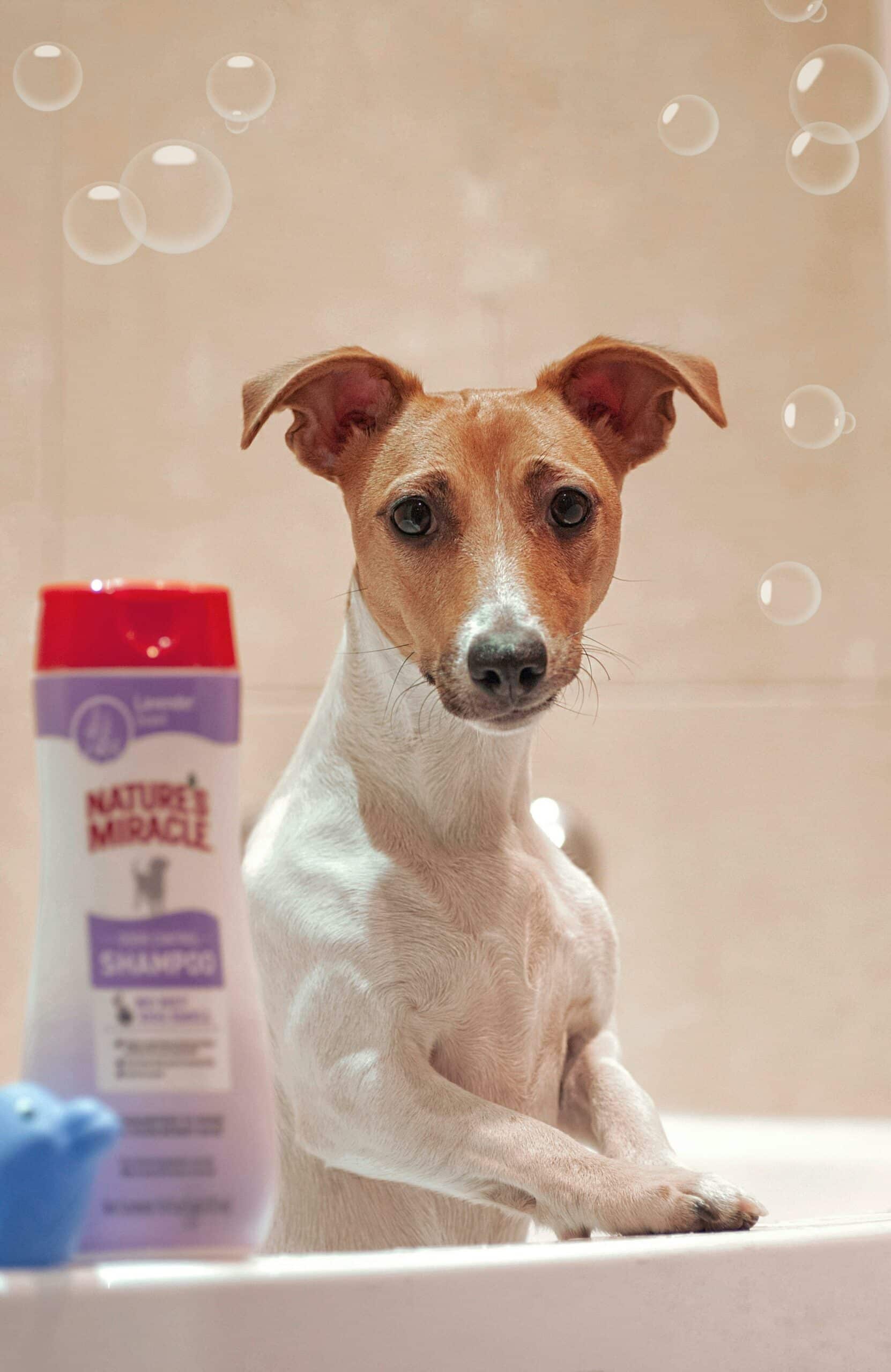 Hundeshampoo – Plej din firbenede ven med den bedste pleje